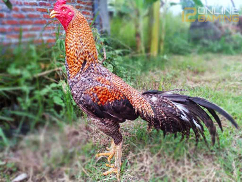 Mengenal Ayam Bangkok Jali Blirik