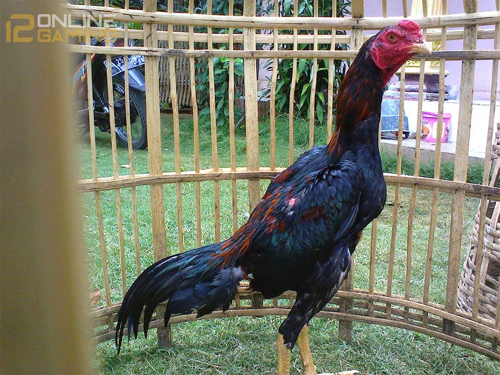 Mengatasi Ayam Bangkok Bantat