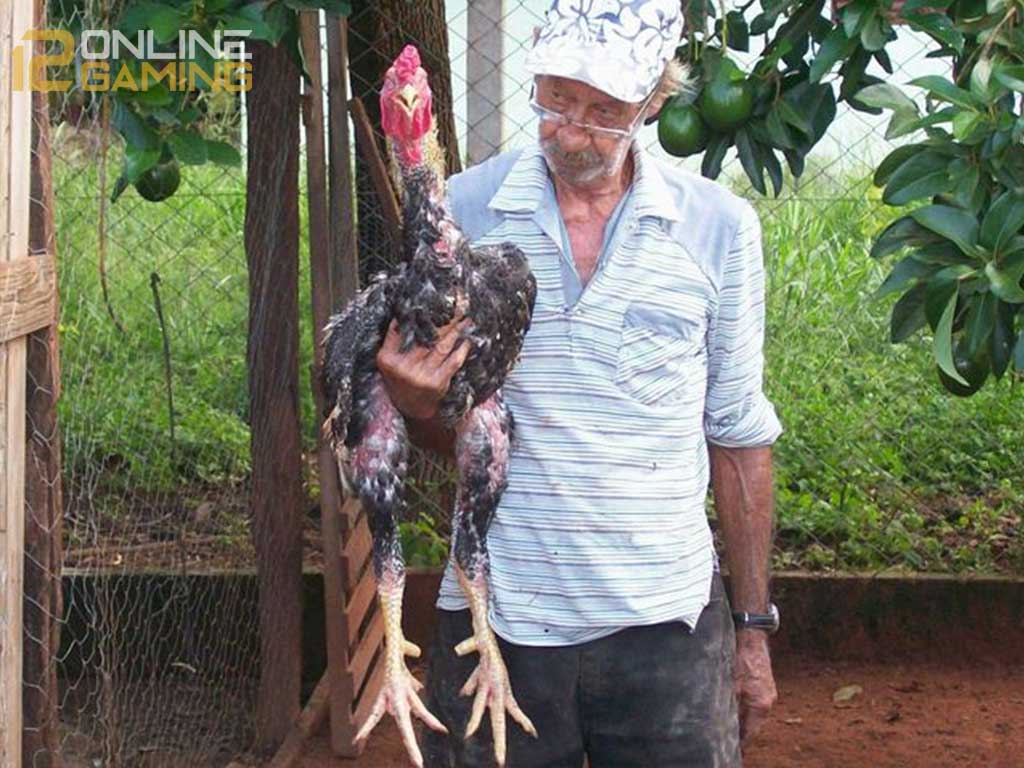 Mengenal Ayam Indio Gigante