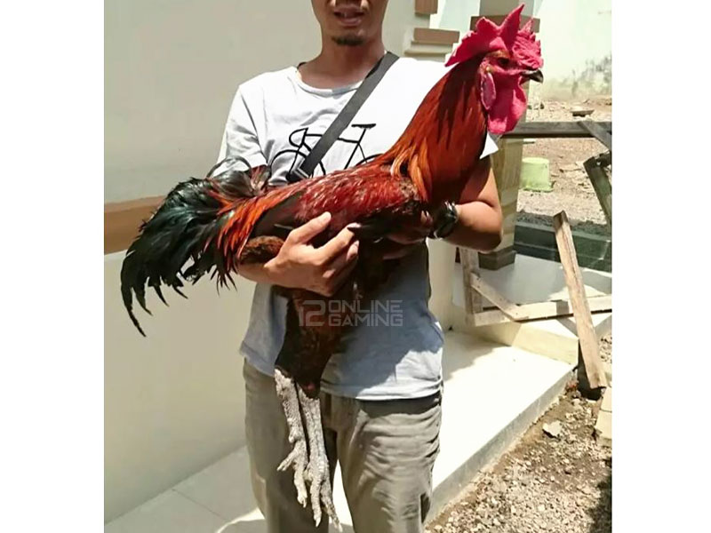 Ciri-ciri Ayam Pelung Yang Bagus