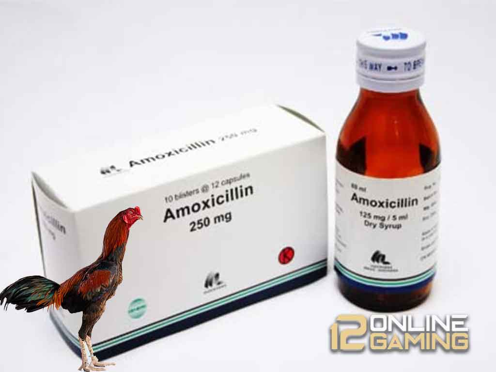 Keampuhan Amoxicillin Untuk Ayam Aduan