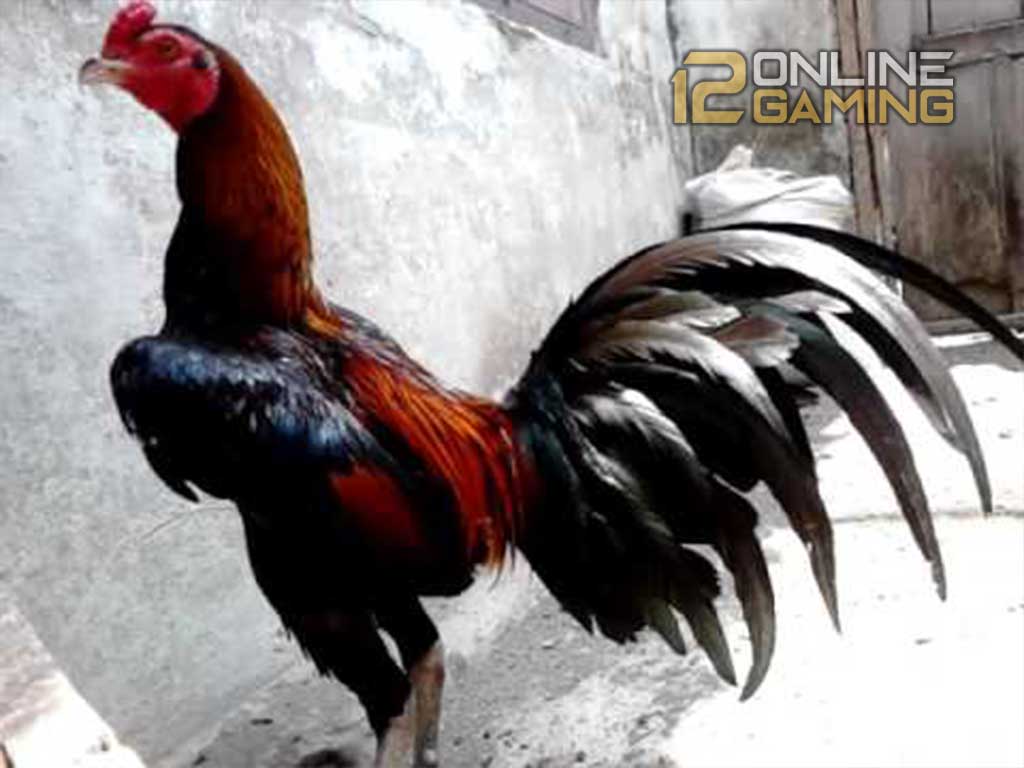 Mengetahui Sejarah Ayam Phuket, Pakhoy Dan Plucker