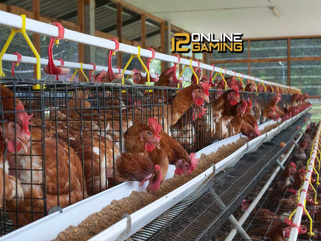 Masalah Dalam Beternak Ayam