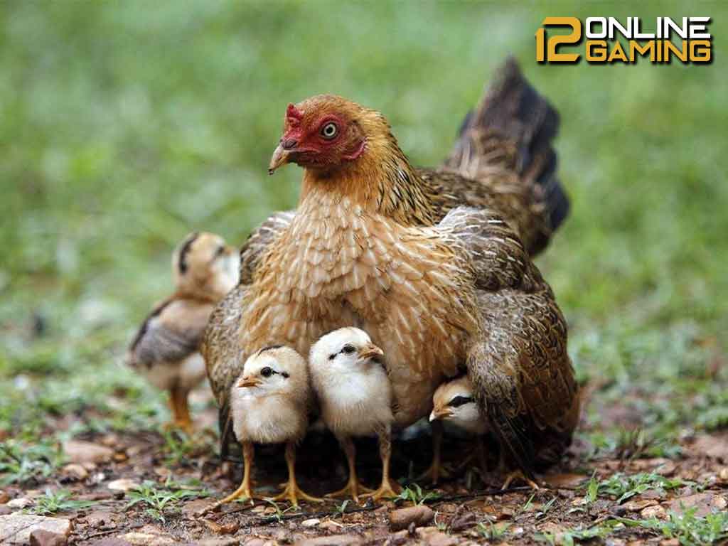 Cara Pemberian Pakan Untuk Anakan Ayam