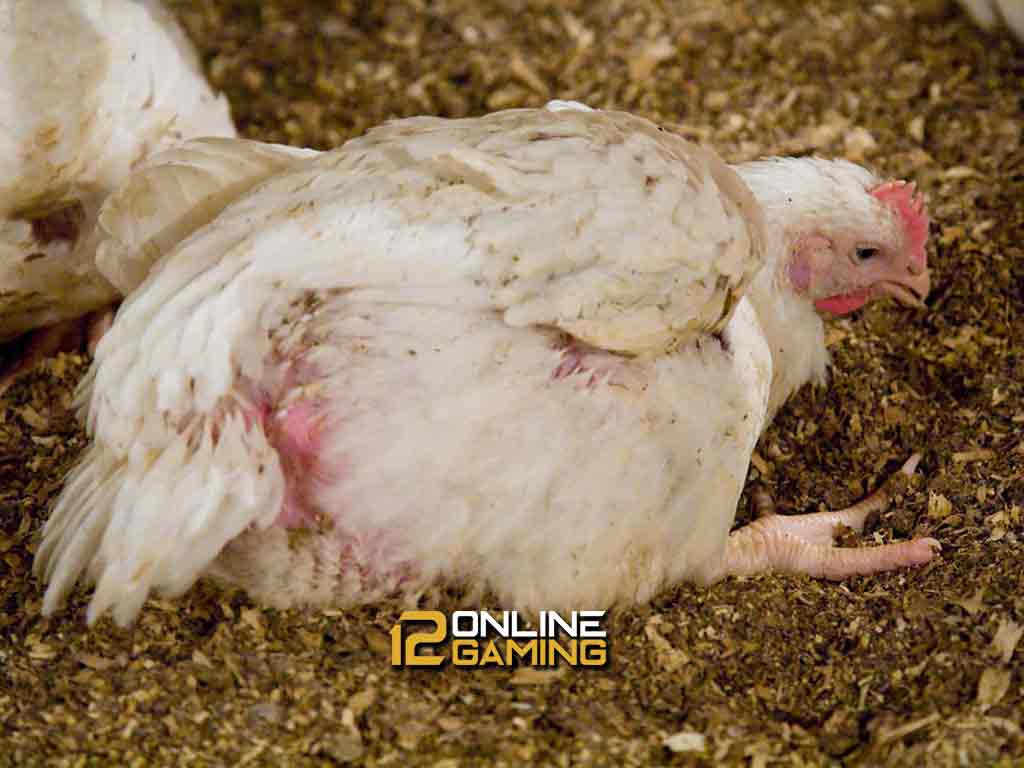 Cara Mengatasi Ayam Sesak Nafas