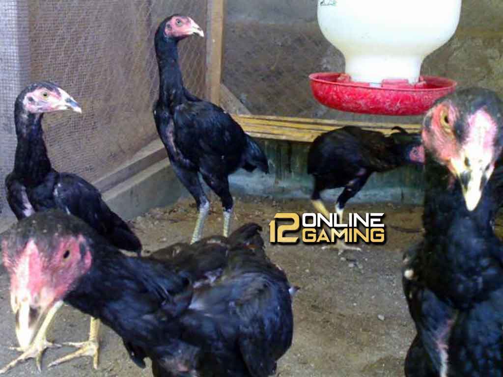 Persiapan Untuk Beternak Ayam