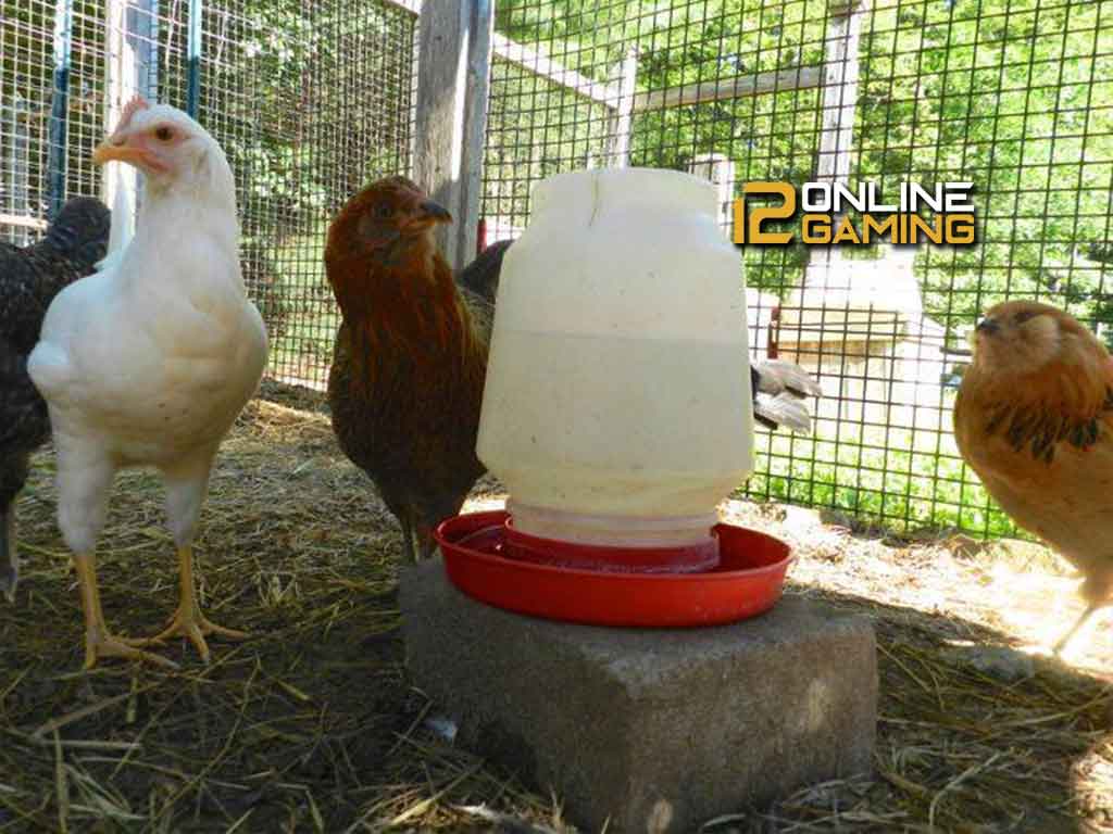 Penggunaan Klorin Pada Air Minum Ayam