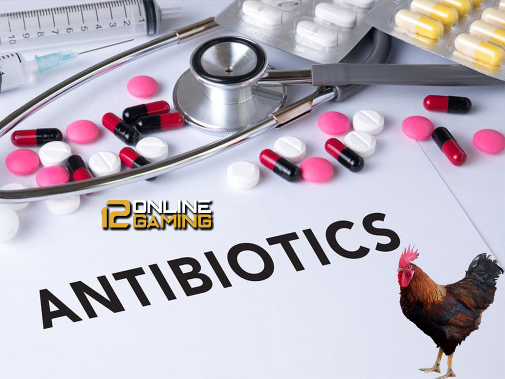 Efek Pemberian Antibiotik Untuk Ayam
