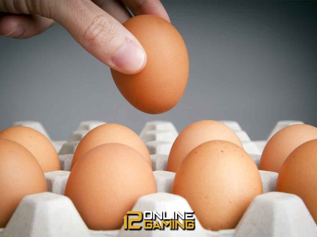 Kesalahan Dalam Menetaskan Telur Ayam