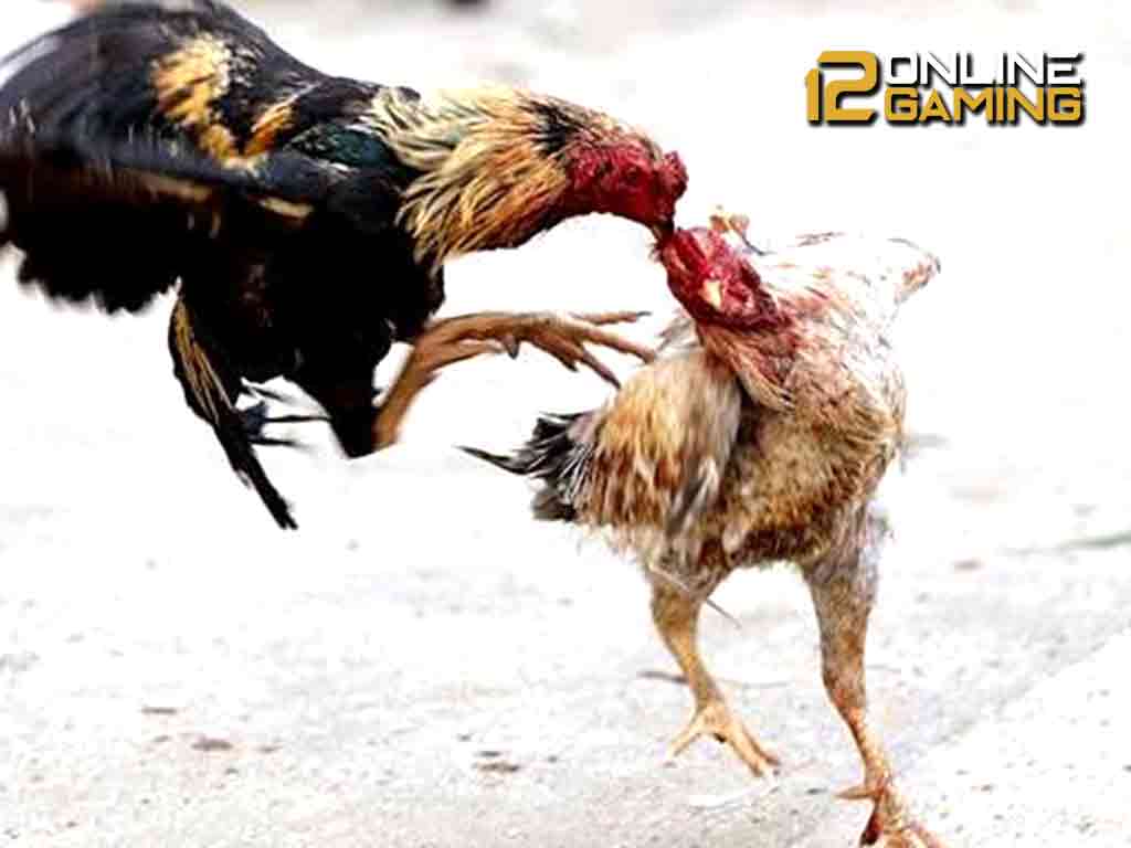 Kelebihan Dari Perjudian Online Sabung Ayam