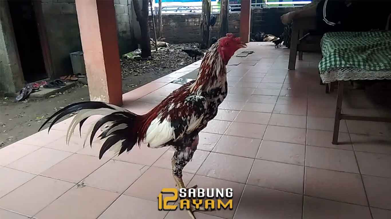 Mengenal Jenis Ayam Bangkok Brumbun