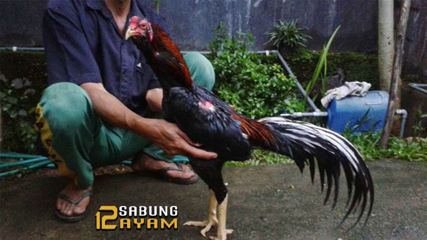 Memulihkan Stamina Ayam Sehabis Bertarung