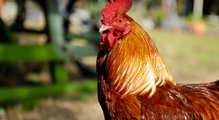manfaat daun sirih untuk ayam aduan