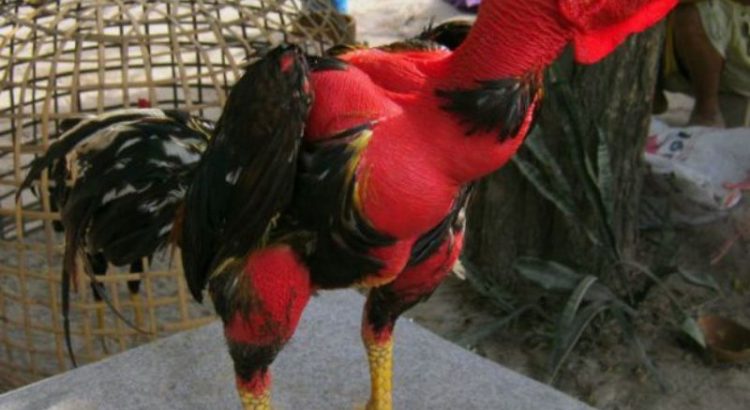 Ayam Aduan Saigon Cantik